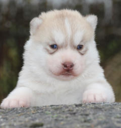 Siberian Husky Nordic Fire