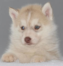 Siberian Husky Nordic Fire