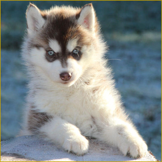 Siberian Husky Nordic Fire