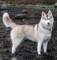 Siberian Husky Nordic Fire