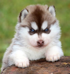 Siberian Husky Nordic Fire