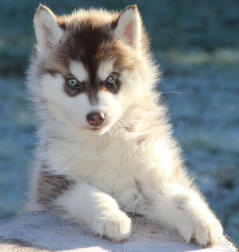 Siberian Husky Nordic Fire