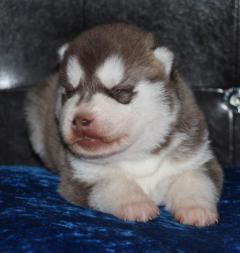 Siberian Husky Nordic Fire