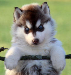 Siberian Husky Nordic Fire