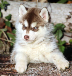 Siberian Husky Nordic Fire