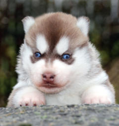 Siberian Husky Nordic Fire