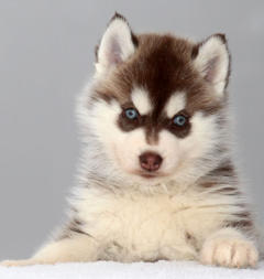 Siberian Husky Nordic Fire