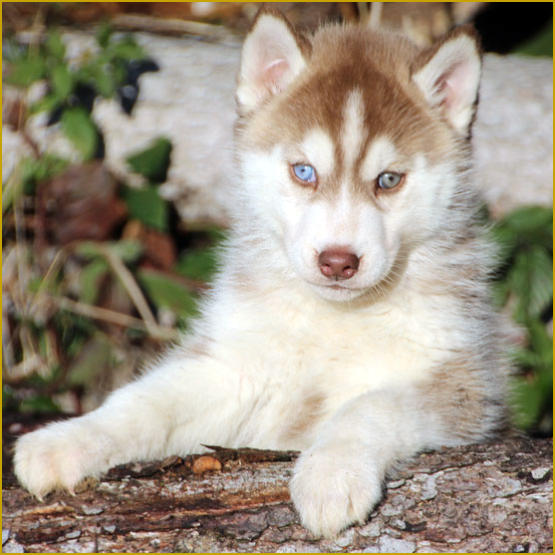 Siberian Husky Nordic Fire