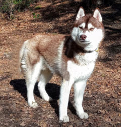 Siberian Husky Nordic Fire