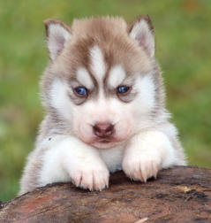 Siberian Husky Nordic Fire