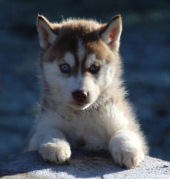 Siberian Husky Nordic Fire