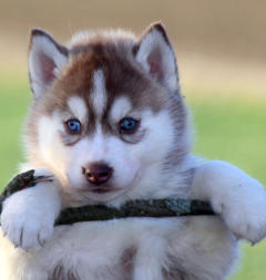 Siberian Husky Nordic Fire