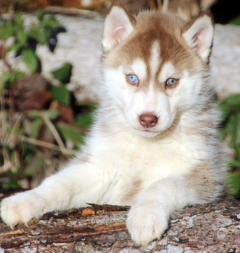 Siberian Husky Nordic Fire