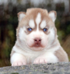 Siberian Husky Nordic Fire