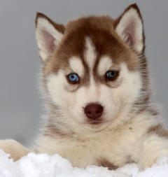 Siberian Husky Nordic Fire