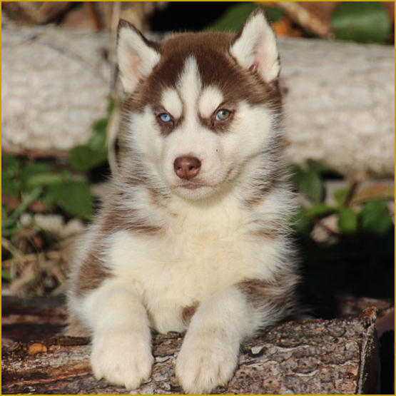 Siberian Husky Nordic Fire