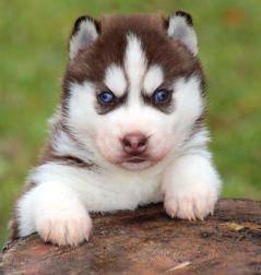 Siberian Husky Nordic Fire