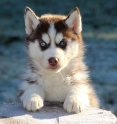 Siberian Husky Nordic Fire