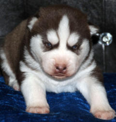 Siberian Husky Nordic Fire