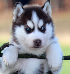 Siberian Husky Nordic Fire