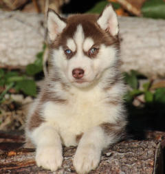 Siberian Husky Nordic Fire