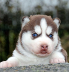 Siberian Husky Nordic Fire