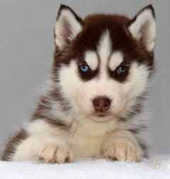 Siberian Husky Nordic Fire