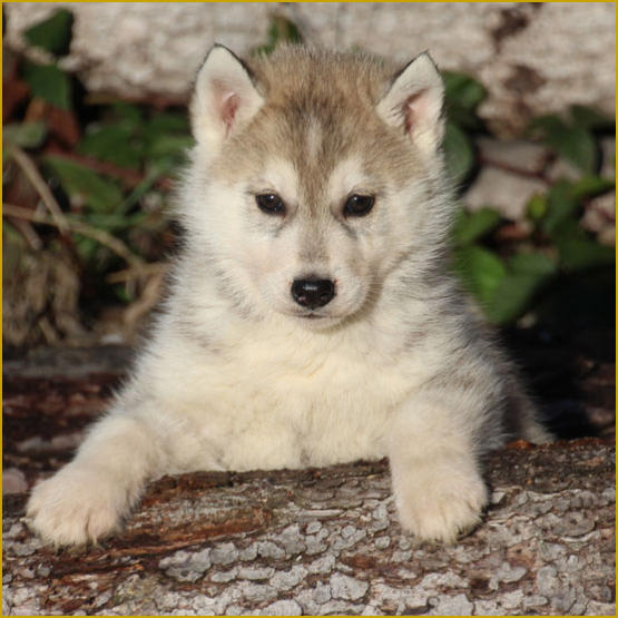 Siberian Husky Nordic Fire