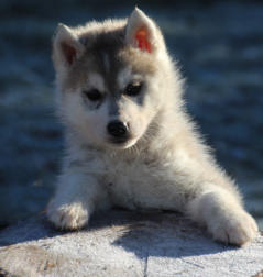 Siberian Husky Nordic Fire