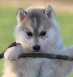 Siberian Husky Nordic Fire