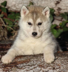 Siberian Husky Nordic Fire