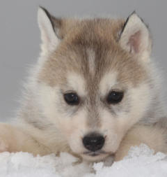 Siberian Husky Nordic Fire