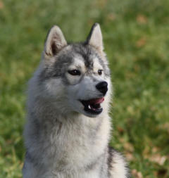 Siberian Husky Nordic Fire