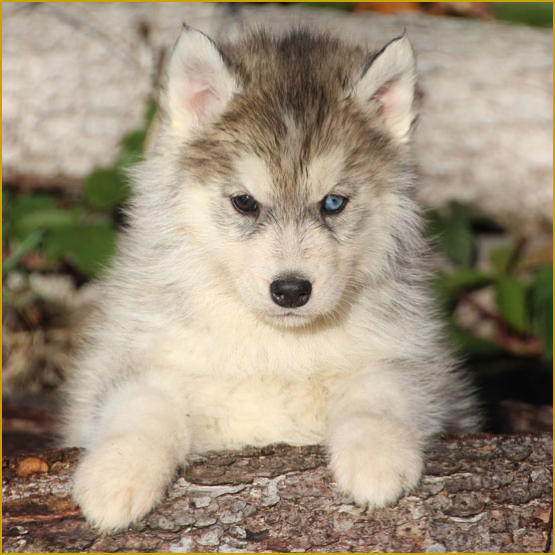 Siberian Husky Nordic Fire