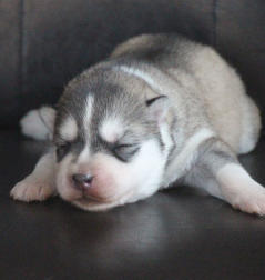 Siberian Husky Nordic Fire