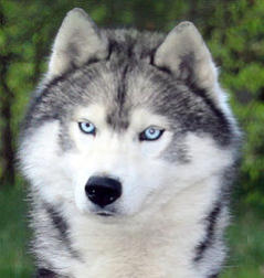 Siberian Husky Nordic Fire