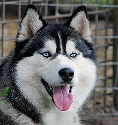 Siberian Husky Nordic Fire