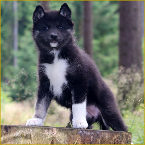 Siberian Husky Nordic Fire