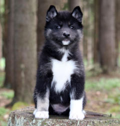 Siberian Husky Nordic Fire