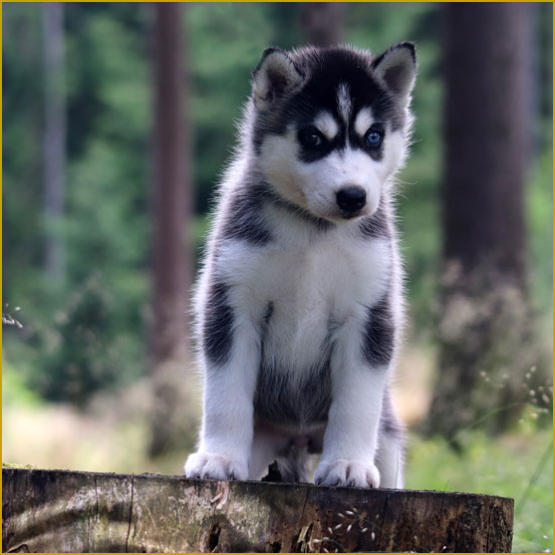 Siberian Husky Nordic Fire