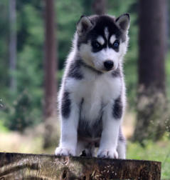 Siberian Husky Nordic Fire