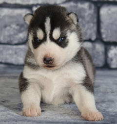 Siberian Husky Nordic Fire