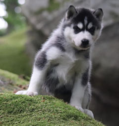 Siberian Husky Nordic Fire