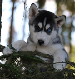 Siberian Husky Nordic Fire