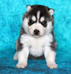 Siberian Husky Nordic Fire