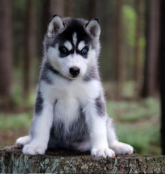 Siberian Husky Nordic Fire