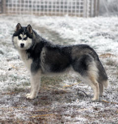 Siberian Husky Nordic Fire