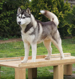 Siberian Husky Nordic Fire