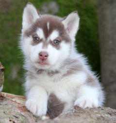 Siberian Husky Nordic Fire