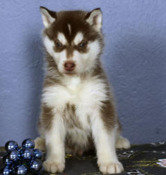 Siberian Husky Nordic Fire